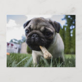 Persoonlijke foto en naam van Pug Dog Briefkaart (Voorkant)
