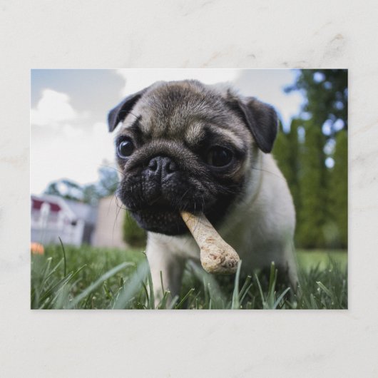 Persoonlijke foto en naam van Pug Dog Briefkaart (Voorkant)