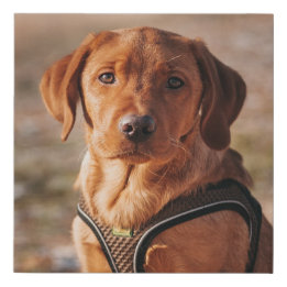 Persoonlijke foto van huisdierhond imitatie canvas print