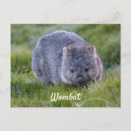 Persoonlijke Knuffel Wombat Dier Tasmanië Australi Briefkaart