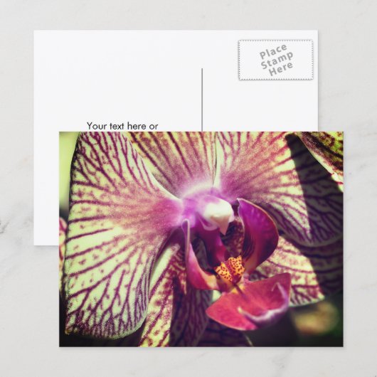 Persoonlijke mooie orchidee bloem briefkaart (Voorkant / Achterkant)