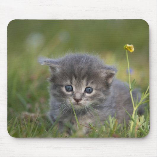 Persoonlijke Mopige Kitten Muismat (Voorkant)