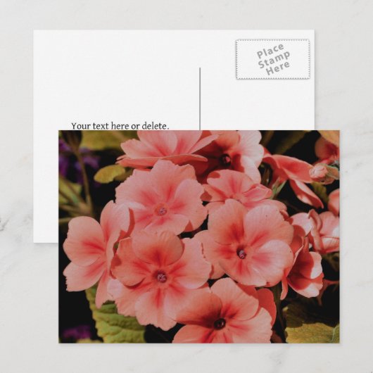 Persoonlijke Perzik Primula Bloemen Briefkaart (Voorkant / Achterkant)