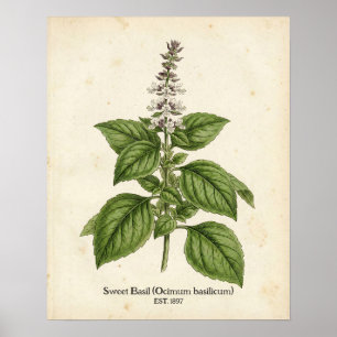 Persoonlijke Vintage Basilicum Kruiden Botanische Poster