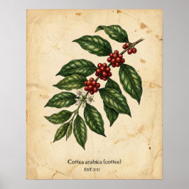 Persoonlijke Vintage Koffieplant Botanisch Poster