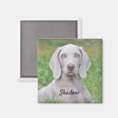 Persoonlijke weimaraner Puppy Dog Magneet (Voorkant / Achterkant)