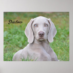 Persoonlijke weimaraner Puppy Dog Poster