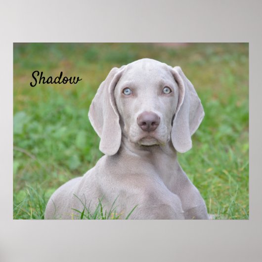 Persoonlijke weimaraner Puppy Dog Poster (Voorkant)