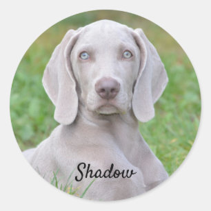 Persoonlijke weimaraner Puppy Dog Ronde Sticker