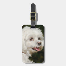 Persoonlijke witte Maltese puppy Dog