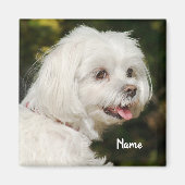 Persoonlijke witte Maltese puppy Dog Magneet (Voorkant)
