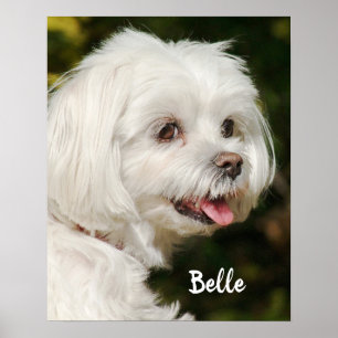 Persoonlijke witte Maltese puppy Dog Poster