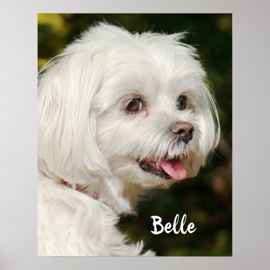 Persoonlijke witte Maltese puppy Dog Poster (Voorkant)