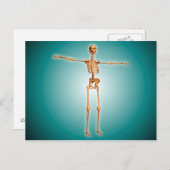 Perspectief Uitzicht van het menselijk skeletsyste Briefkaart (Voorkant / Achterkant)