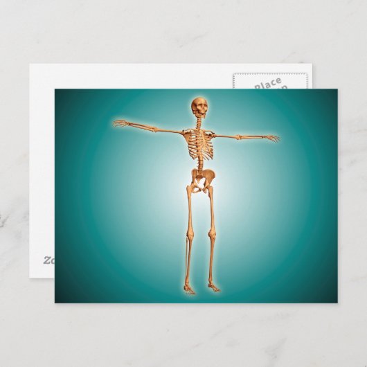 Perspectief Uitzicht van het menselijk skeletsyste Briefkaart (Voorkant / Achterkant)