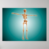Perspectief Uitzicht van het menselijk skeletsyste Poster (Voorkant)