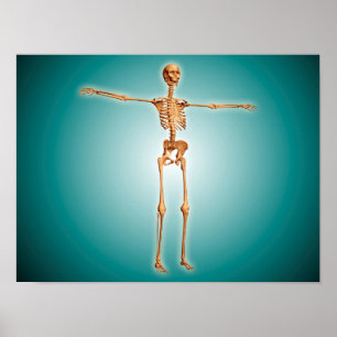 Perspectief Uitzicht van het menselijk skeletsyste Poster