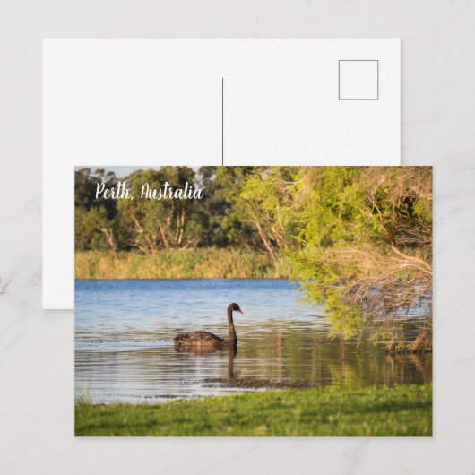 Perth Black Swan Australia Briefkaart (Voorkant / Achterkant)