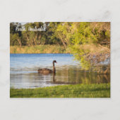 Perth Black Swan Australia Briefkaart (Voorkant)