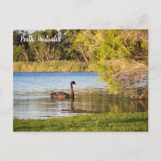 Perth Black Swan Australia Briefkaart (Voorkant)