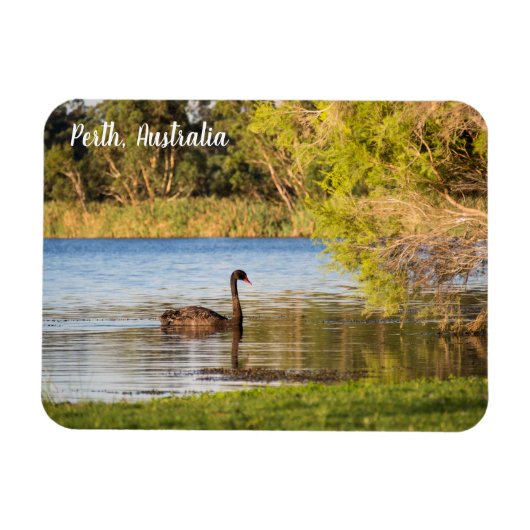 Perth Black Swan Australia Magnet Magneet (Horizontaal)