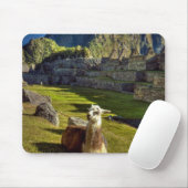 Peru, Andes, Andesgebergte, Machu Picchu Muismat (Met muis)
