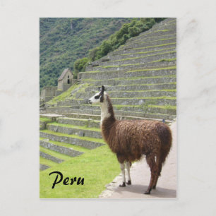 peru llama briefkaart