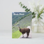 peru llama kijkt uit briefkaart (Staand voorkant)