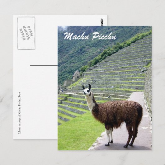 peru llama kijkt uit briefkaart (Voorkant / Achterkant)