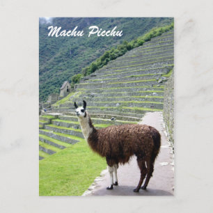 peru llama kijkt uit briefkaart