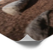 Peru Llama Poster (Hoek)