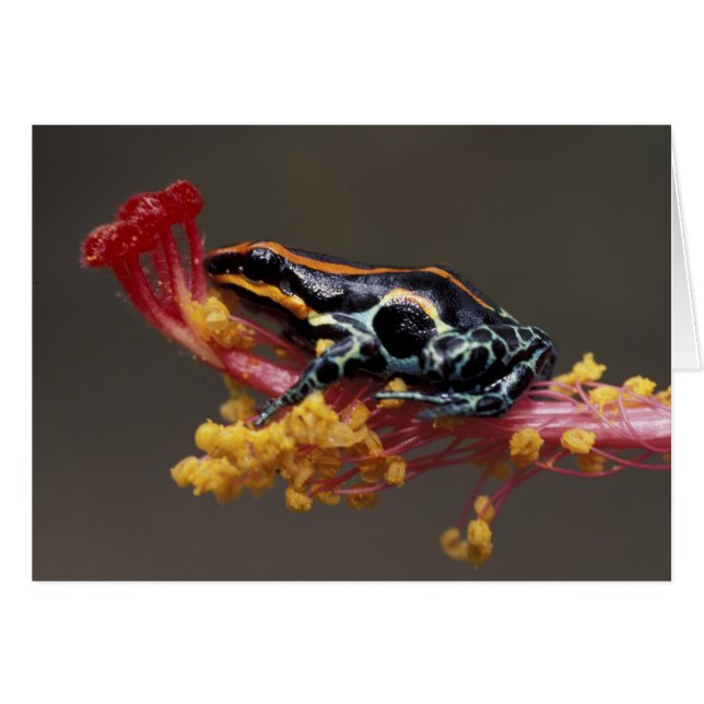 Peru, Peruviaans regenwoud. Gifkikker (Voorkant Horizontaal)