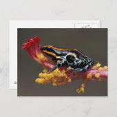 Peru, Peruviaans regenwoud. Poison Arrow Frog Briefkaart (Voorkant / Achterkant)