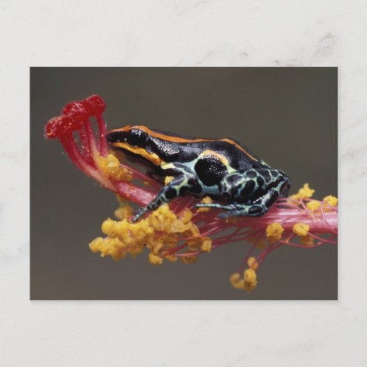 Peru, Peruviaans regenwoud. Poison Arrow Frog Briefkaart (Voorkant)