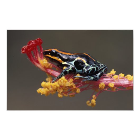 Peru, Peruviaans regenwoud. Poison Arrow Frog Foto Afdruk (Voorkant)