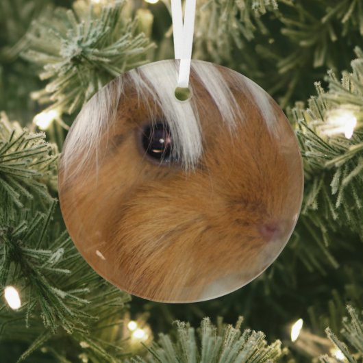 , Peruaans, Buff en White Guinea Pig Face Glas Ornament (Insitu)