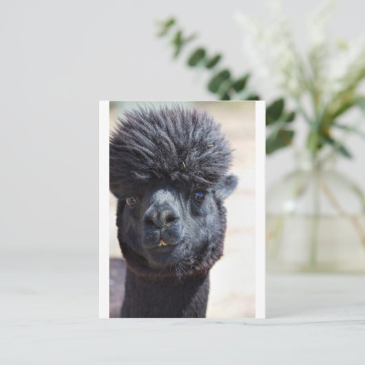 Peruaanse alpaca met luie haar briefkaart (Staand voorkant)