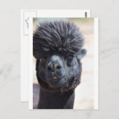 Peruaanse alpaca met luie haar briefkaart (Voorkant / Achterkant)