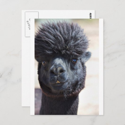 Peruaanse alpaca met luie haar briefkaart (Voorkant / Achterkant)