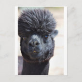 Peruaanse alpaca met luie haar briefkaart (Voorkant)