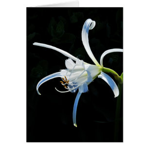 Peruaanse Daffodil White Ribbons