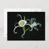 Peruaanse Daffodils Briefkaart (Voorkant / Achterkant)