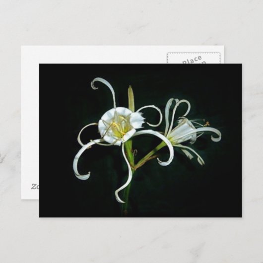 Peruaanse Daffodils Briefkaart (Voorkant / Achterkant)