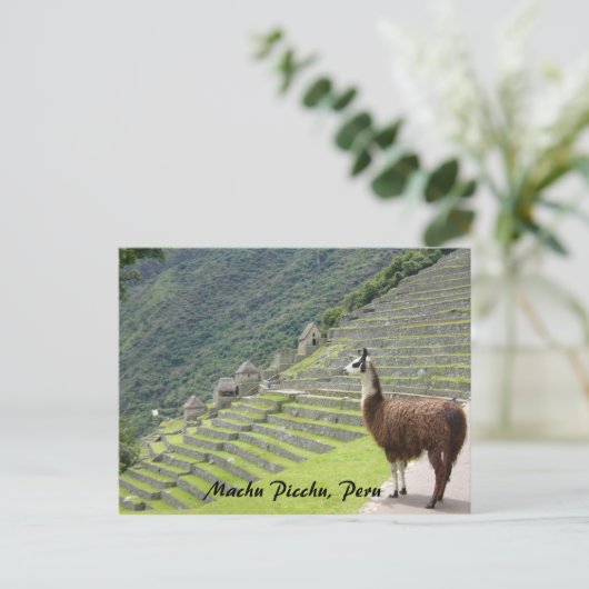 peruaanse lama briefkaart (Staand voorkant)