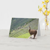 peruaanse lama kaart (Gele Bloem)