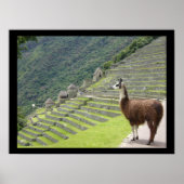 peruaanse lama poster (Voorkant)