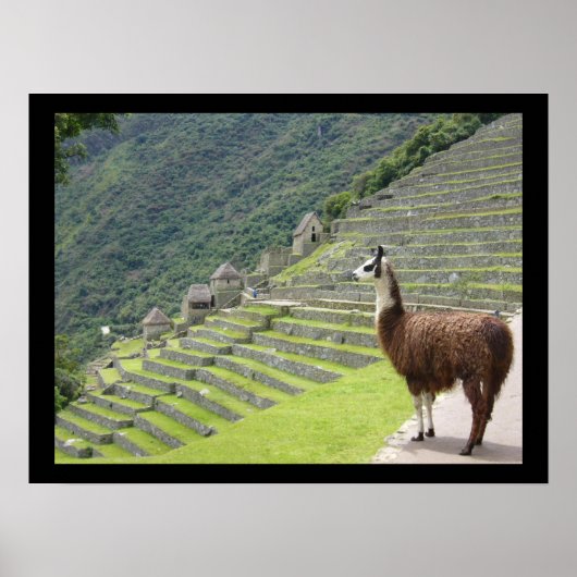 peruaanse lama poster (Voorkant)
