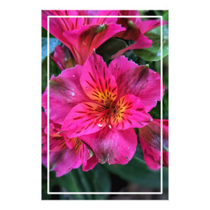 Peruaanse lelie roze bloemen-79498 foto afdruk