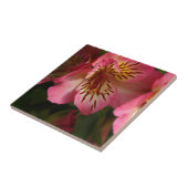 Peruaanse lib (Alstroemeria aurea) Tegeltje (Zijkant)