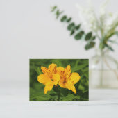 Peruaanse Lilies Visitekaartje (Staand voorkant)